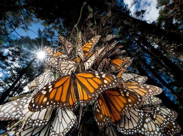 MONARCHS-BY-NATIONAL-GEOGRAPHIC-copia