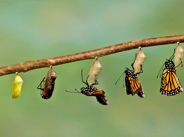 monarch-butterfly-migration-copia1